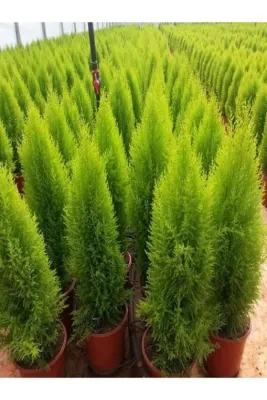Nura Botanik Limon Kokulu Limoni Servi Fidanı Saksili\tüplü 40-50cm (limoni Servi Çam Ağacı) Garantisi