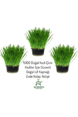 serada decor & plant Kedi Çimi Canlı Saksı Bitki – Kediler İçin Hazır Otu 3 Adet 12'lik Saksıda