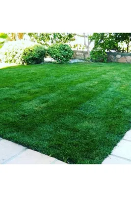 FarmLife Tohum Bitki Coşturan Yeşil Bitkiler Ve Çim Gübresi 5 Kg Tartılıp Başka Ambalajda Gönderilecektir