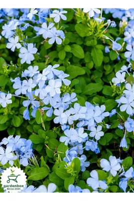 Gardenbox Mavi Yasemin Çiçeği Fidanı 1 Adet Saksılı 30-60Cm Sarmaşık Bitki(Plumbago)