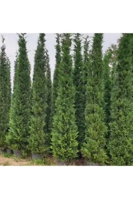 Nura Botanik Selvi Leylandi Çam Fidanı Tüplü 60-80 Cm